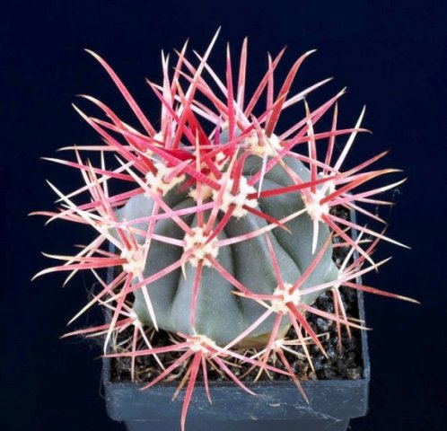 Ferocactus_gracilis